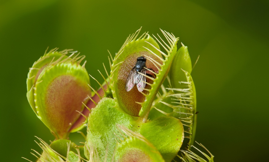 Image 9: Set di 3 piante carnivore