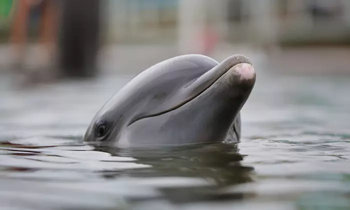 $50 for Guided Walking Tour for Four at Island Dolphin Care ($72 Value) - Primary Image