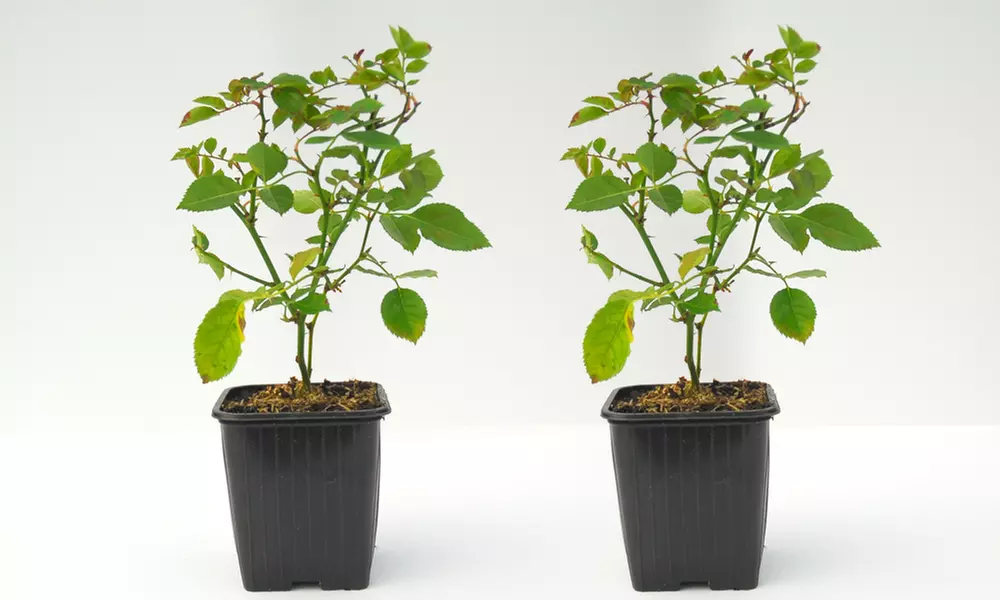 Dwarf Rose 'Cutie Pie' Hardy Shrub - 1 or 2 Potted Plants - Image 6