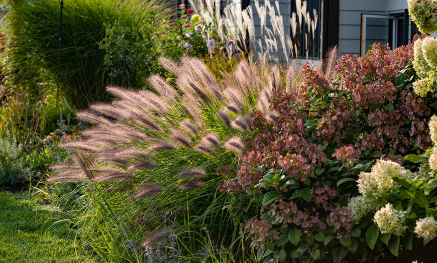 Image 6: Ornamental Grass Collection – 3 or 6 Potted Plants