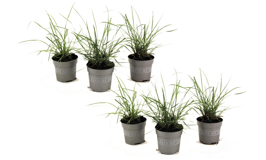 Image 5: Dwarf Fountain Grass Plants