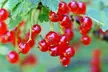 3x oder 6x rote und/oder schwarze Johannisbeeren - Second Medium