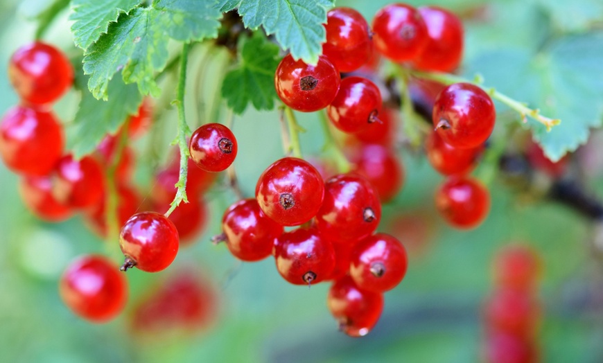 Image 3: Set de plantas de grosellas y moras de OH2