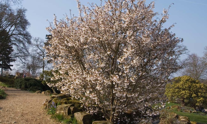 Image 6: Compact Fuji Cherry Blossom 'Kojo-No-Mai' Potted Plant