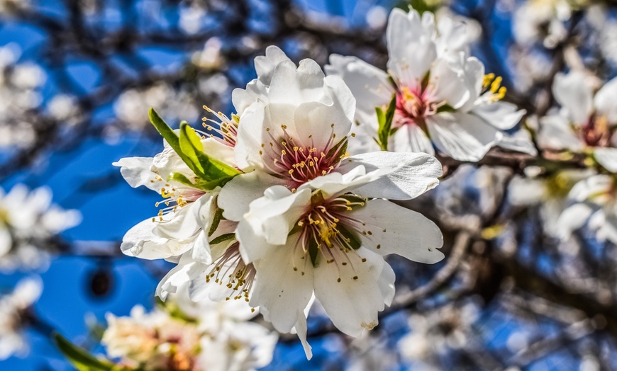 Image 7: Almendro florido