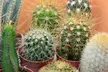 Mini Cactus Collection- Three, Five or Ten Plants - Second Medium