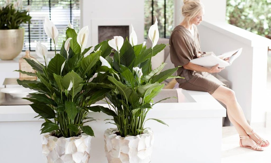 Image 2: Plante Spathiphyllum de Rootz