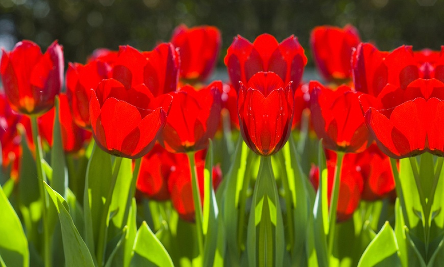 Image 1: Tulip Red Impression - up to 64 Bulb