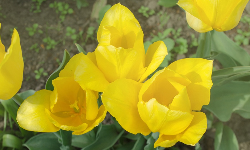 Image 3: 16 or 32 Tulip Triumph Yellow Flight Bulbs