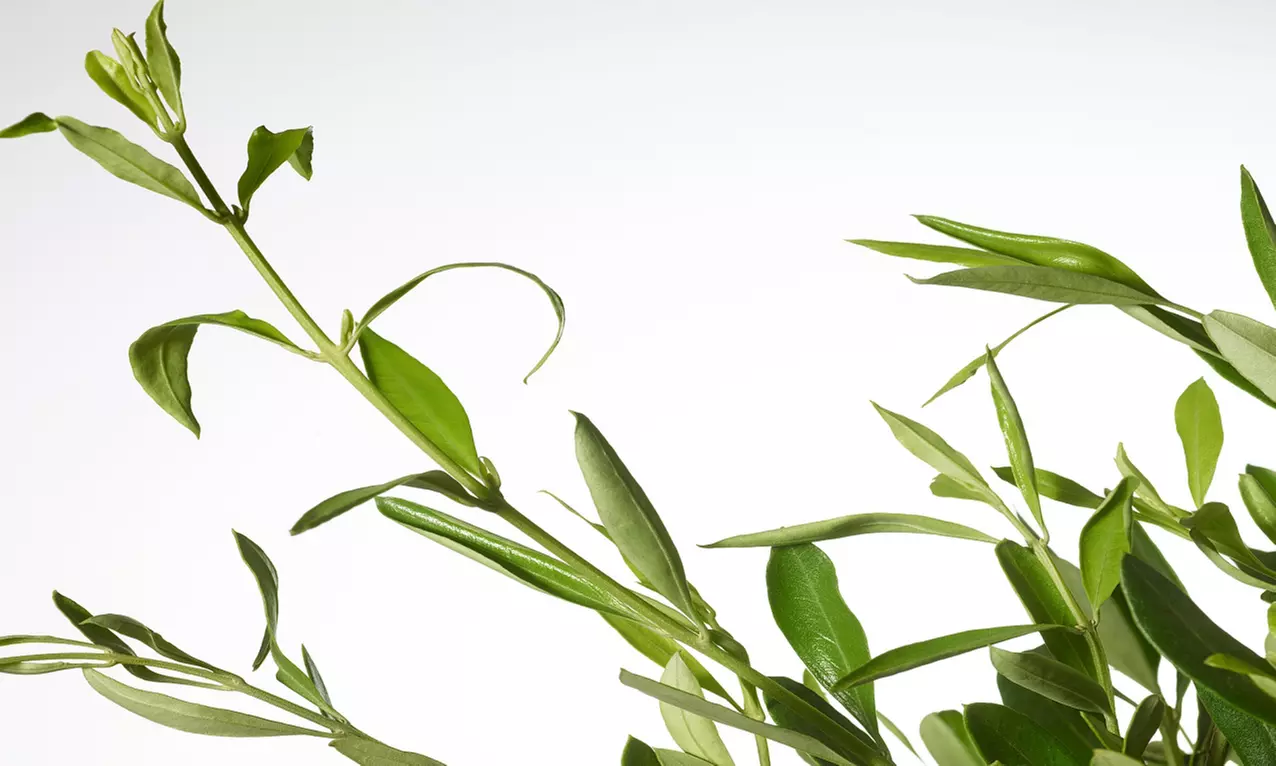 4 ou 8 plantes méditerranéennes