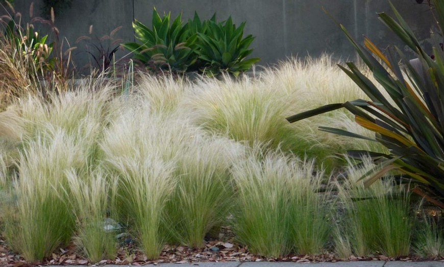 Image 1: 4 of 8 Stipa tenuissima 'ponytails' planten