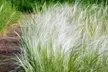 1 ou 2 lots de 2 "queues de cheval XL Stipa" en pots - Image 3