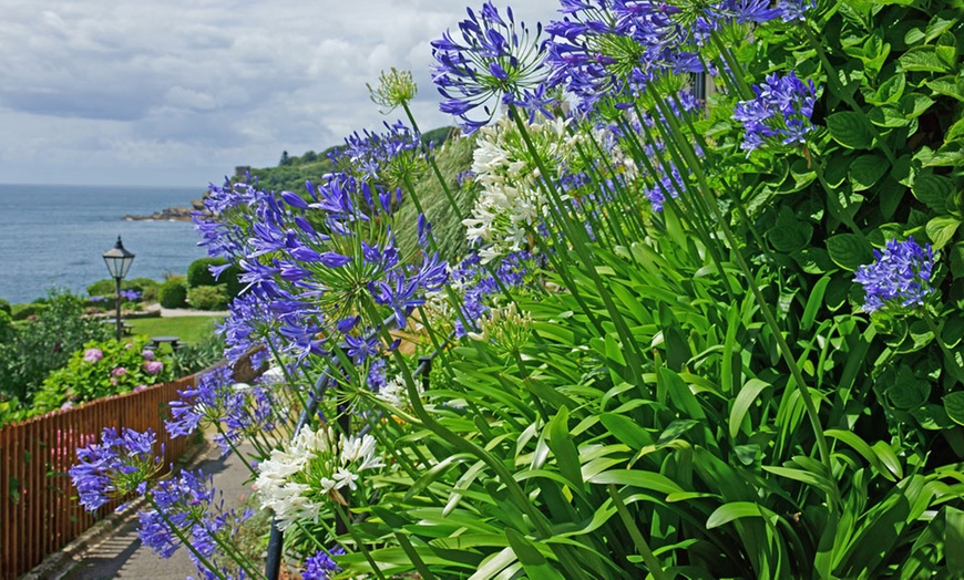 Image 14: Agapanthus Blue and White Collection - 6 or 12 Plants