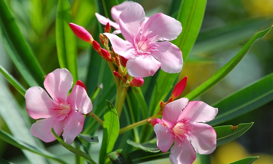 Image 5: Set de plantes Oleander