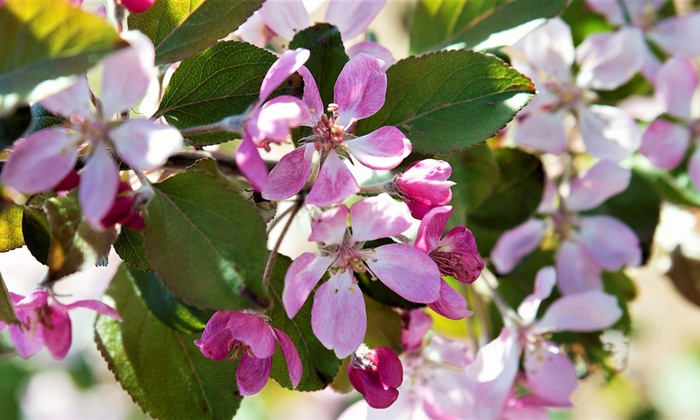 Malus Appletini Trees | Groupon