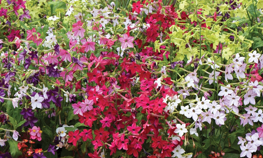 Image 5: 6, 36 or 72 Nicotiana 'Eau de Cologne' Mixed Plug Plants