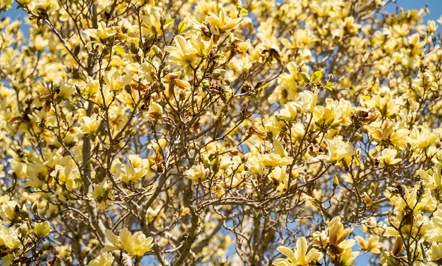 Image 3: Magnolia Yellow Bird - 1, 2 or 3 Potted Plants in 1 Litre pots