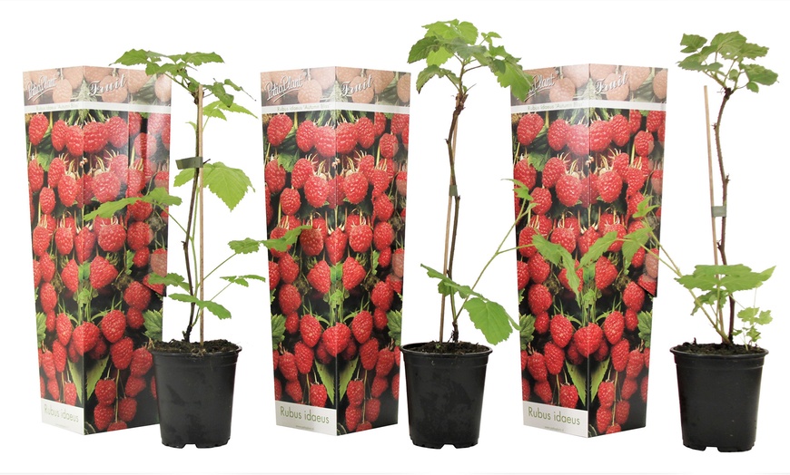 Image 5: 3 ou 6 plants de framboisier "Rubus Ideaus" 25-40 cm