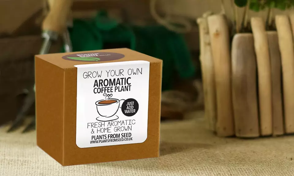 One or Two Grow Your Own Plant Kits: Chocolate Flowers, Arabica Coffee or Camomile Tea - Second Medium