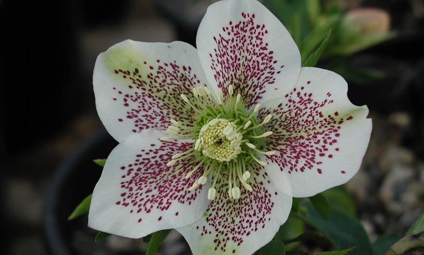 Image 3: 10 Hellebore Hybrid Plants
