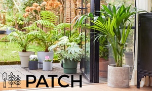 30% off all plants and pots at Patch