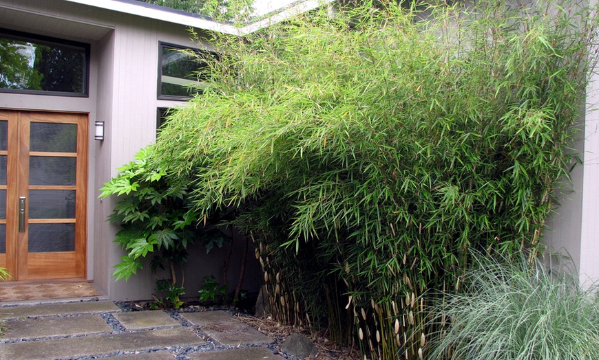 Image 3: Three Bamboo Fargesia Rufa Plants