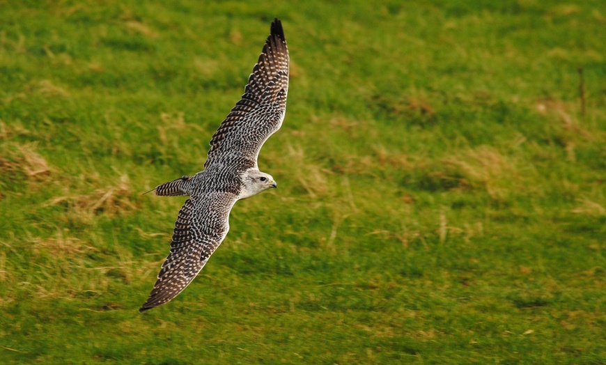 Image 10: Three-Hour Falconry Experience