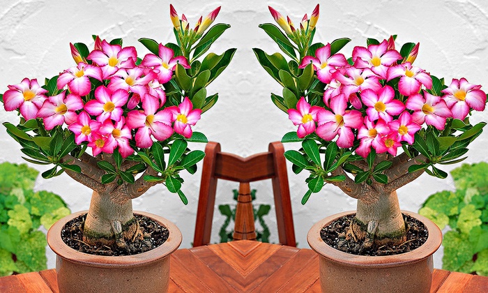 Adenium Wüstenrose Groupon Goods