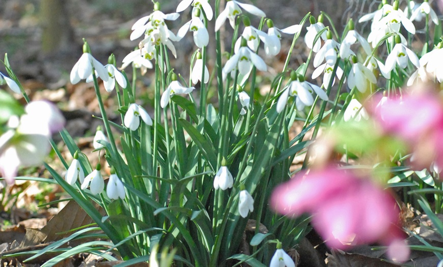 Image 2: 20, 40 or 100 Giant Snowdrop Bulbs