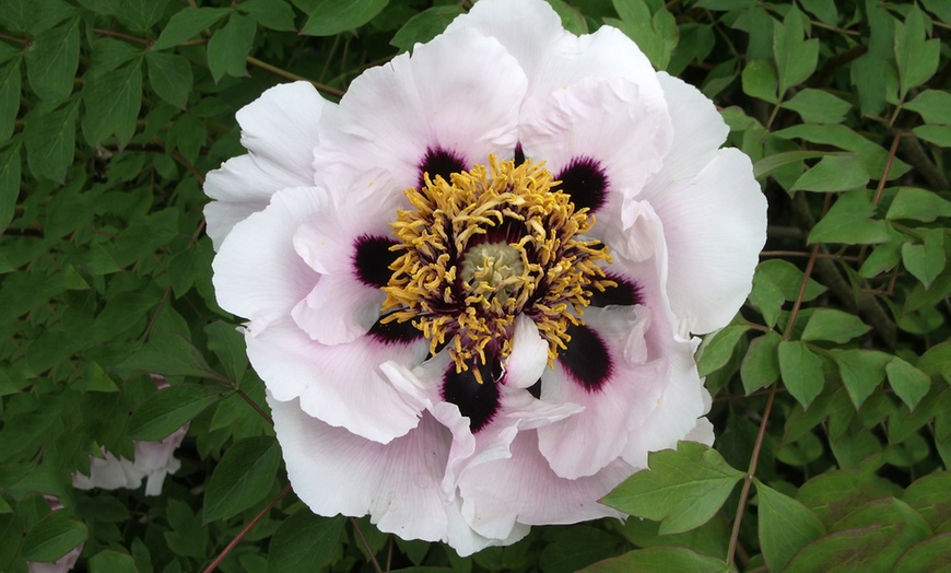 Image 6: Peony Plants in Pots