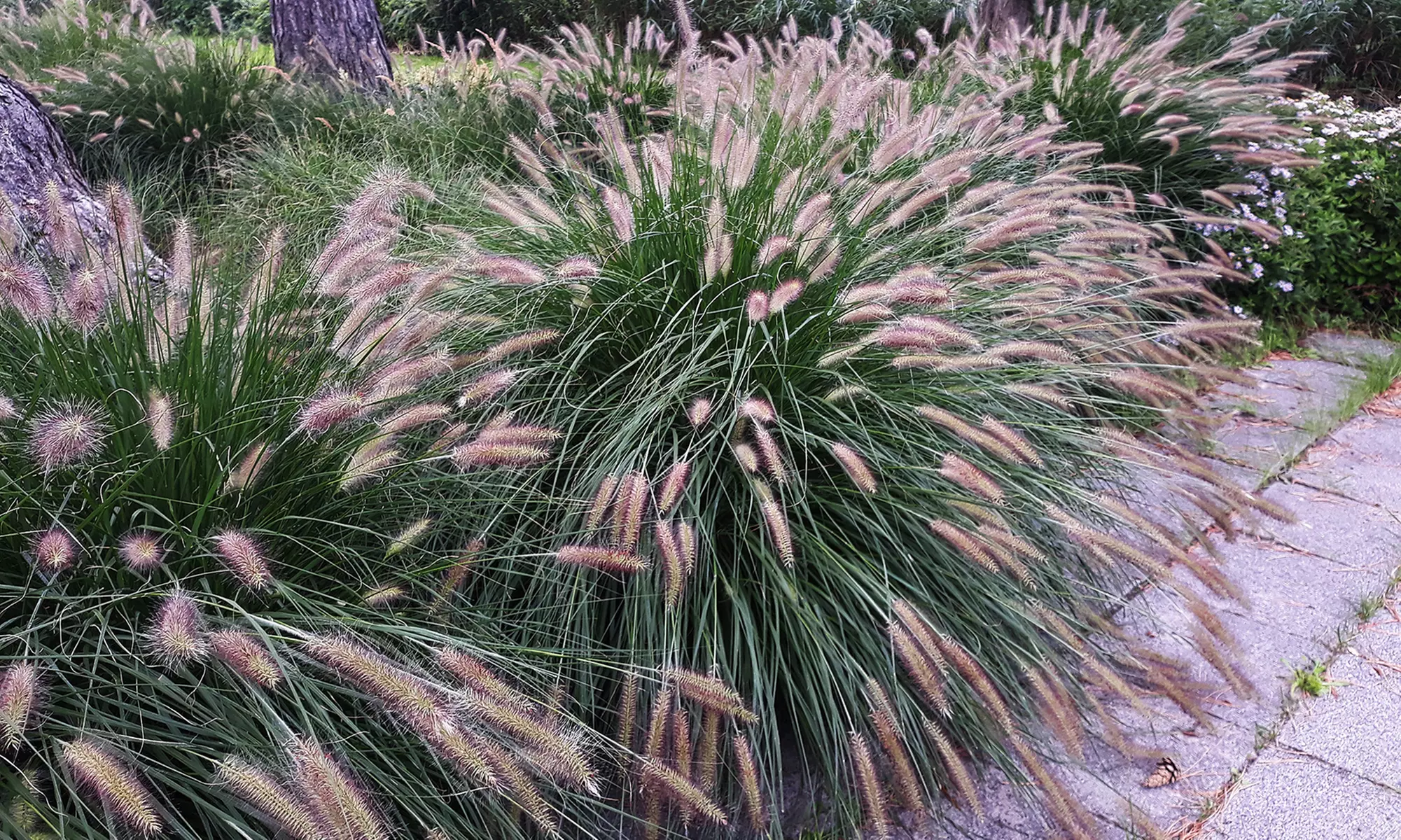 2 ou 4 plants de Pennisetum 'Hameln' 30 cm, livrés en pot - Primary Image