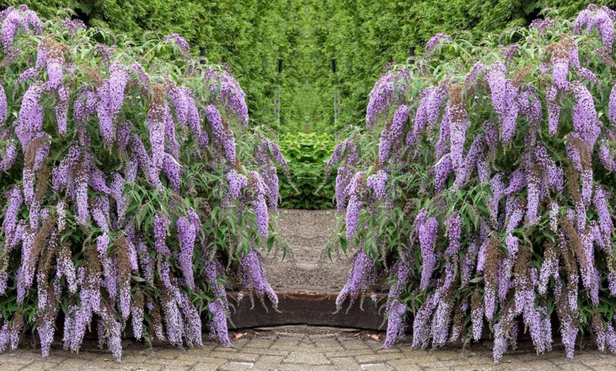 Image 1: Arbuste Buddleia Wisteria Lane