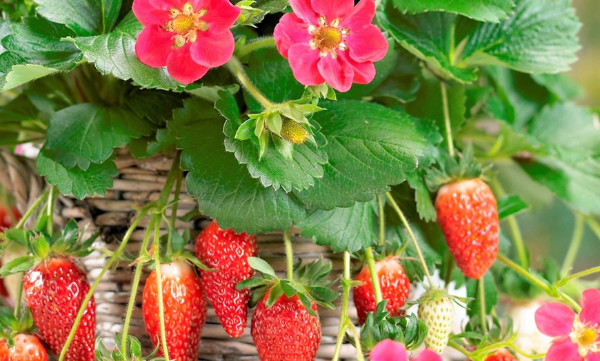 Image 3: Speciale balkon aardbeien planten