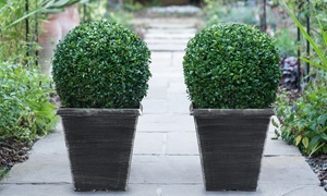  Buxus Ball with Patio Pot