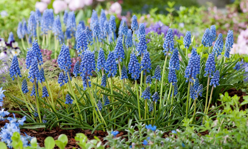 Image 7: Bollen van 6 verschillende soorten blauwe en witte bloemen