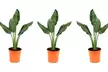 Strelitzia Reginae Birds of Paradise - 25-38 cm, 1-2M, Flores de abril a octubre - Second Medium