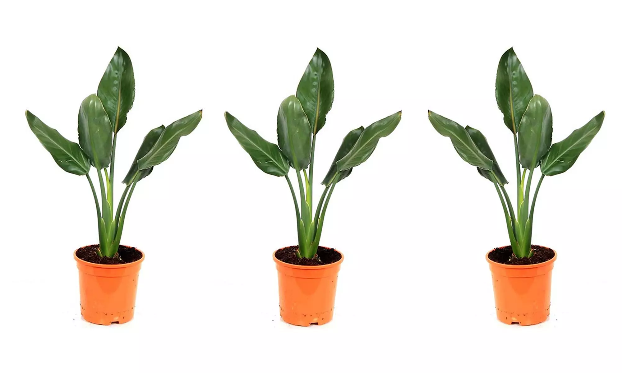 3 plants d'oiseaux de paradis "Strelitzia Reginae"