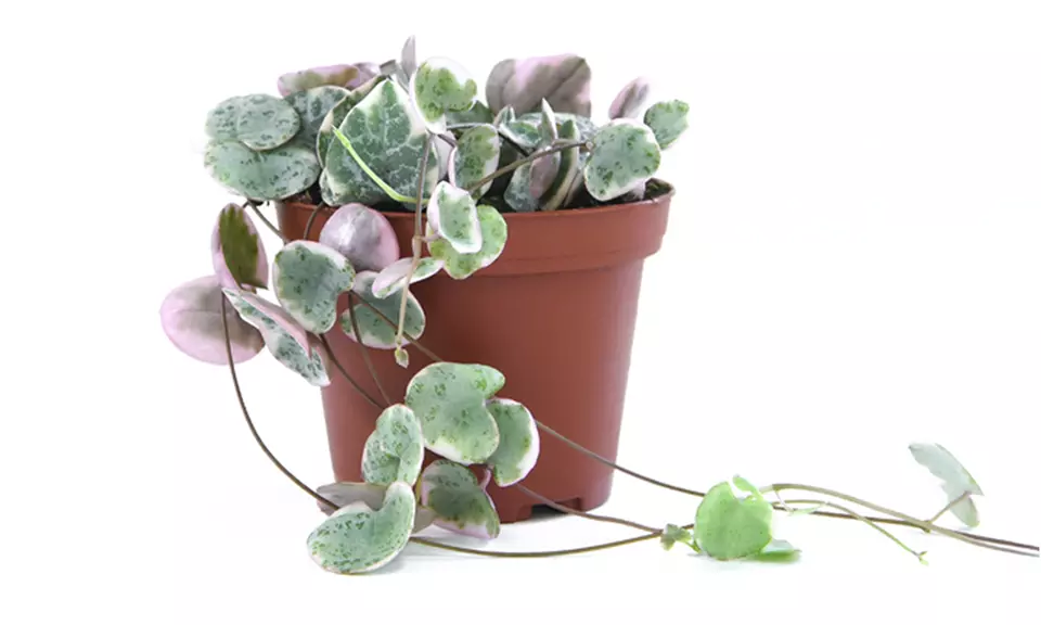 Mixed Selection of Hanging Houseplants - Potted Plants