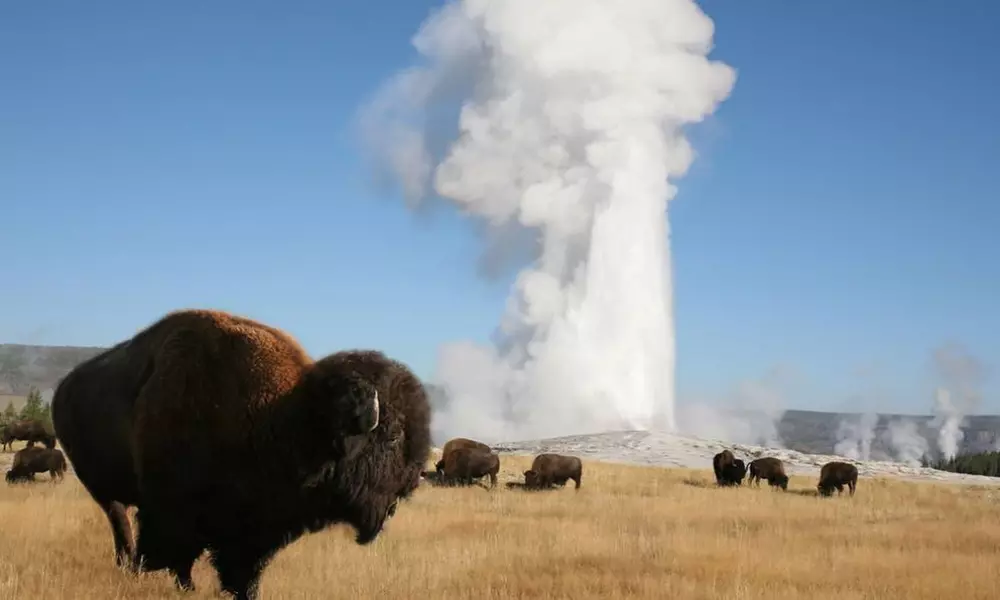 Explore Yellowstone's Full Day Tour with Lunch