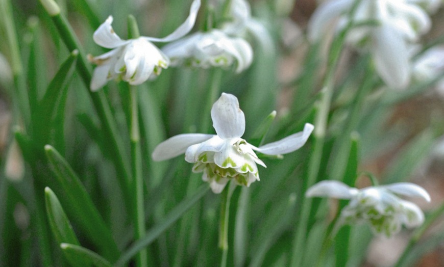 Image 4: Snowdrop and Bluebell 50 Bulbs