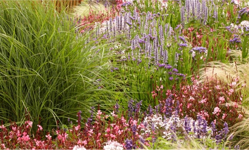 Image 3: Five Perennial Border Plants