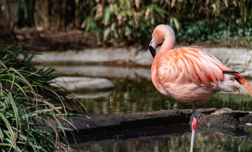 Image 10: KinderWorkshop - Fotografieren im Zoo