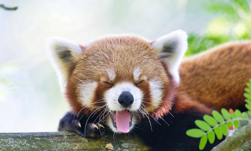 Image 26: Vivre les missions d’un soigneur au Touroparc Zoo