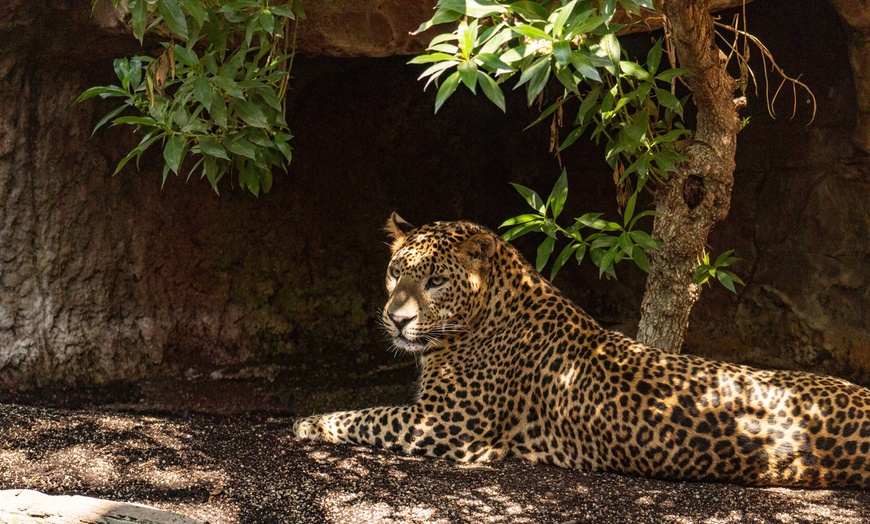 Image 8: Entrada nocturna a Bioparc Fuengirola con cena para niño o adulto
