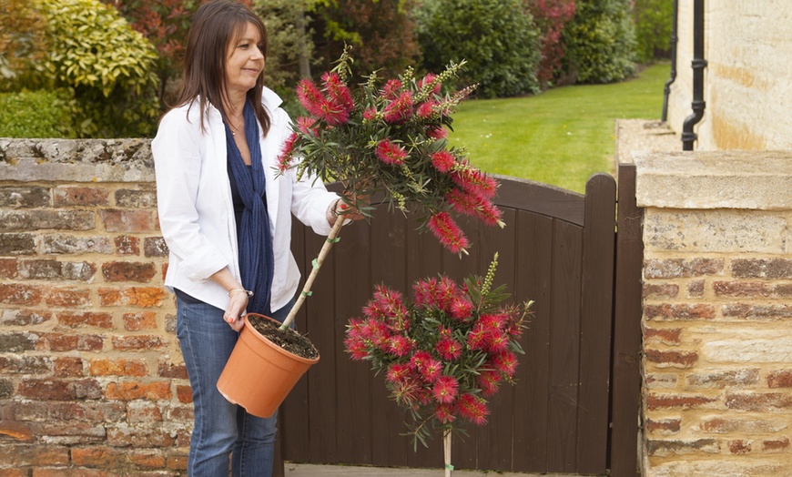 Image 8: One or Two Callistemon Bottlebrush, Lemon-Scented Lollipop Trees