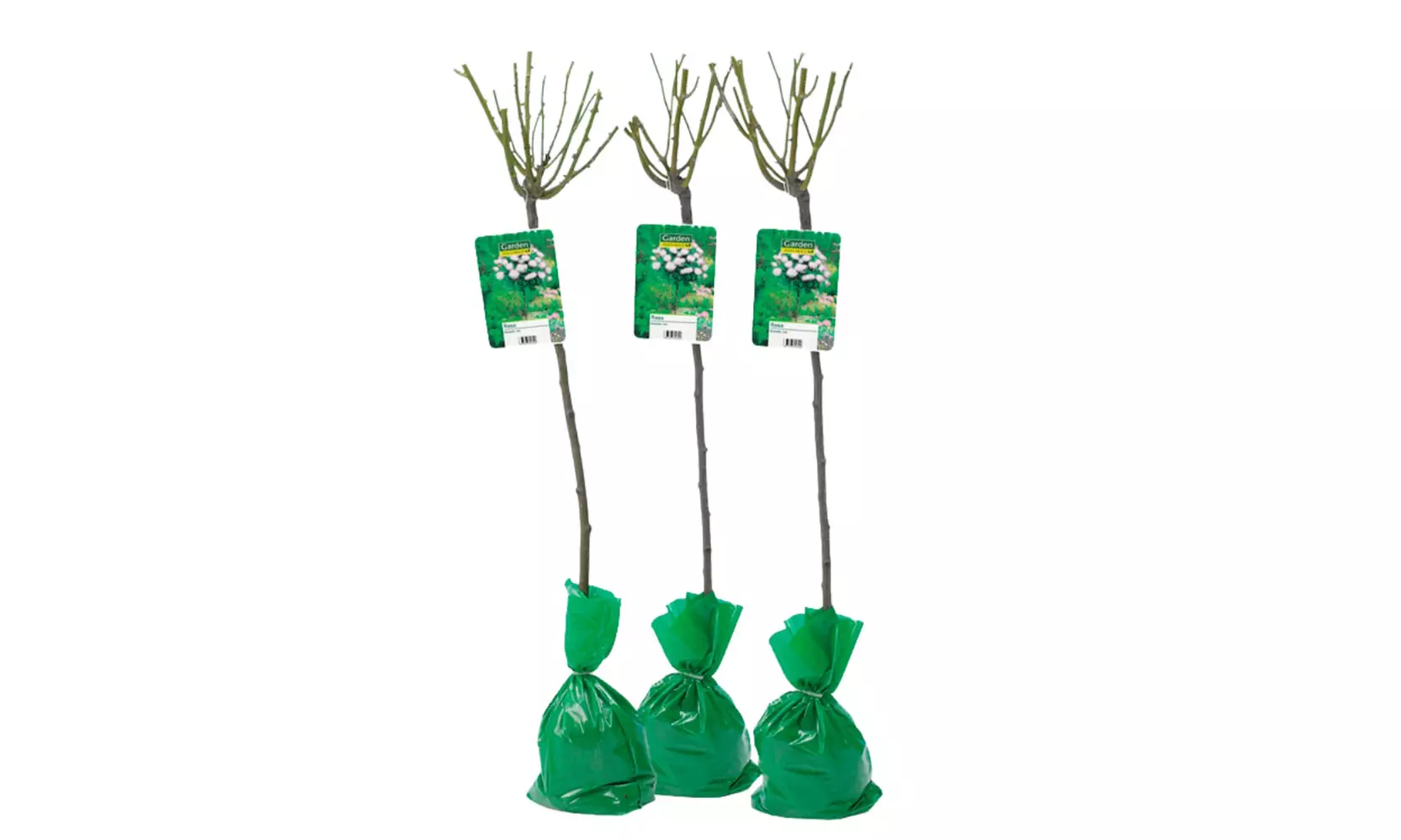 Semis de buissons de roses XXL dans divers coloris