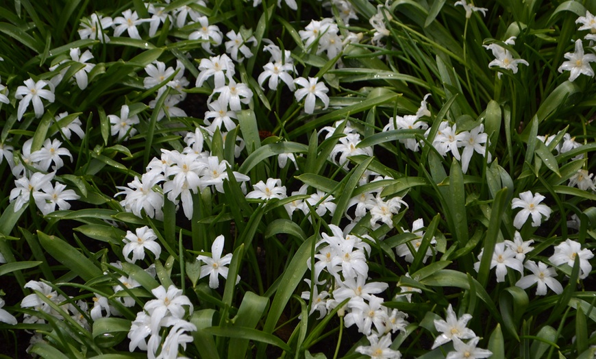 Image 3: 30 Charming Chionodoxa Bulb Collection Bulbs