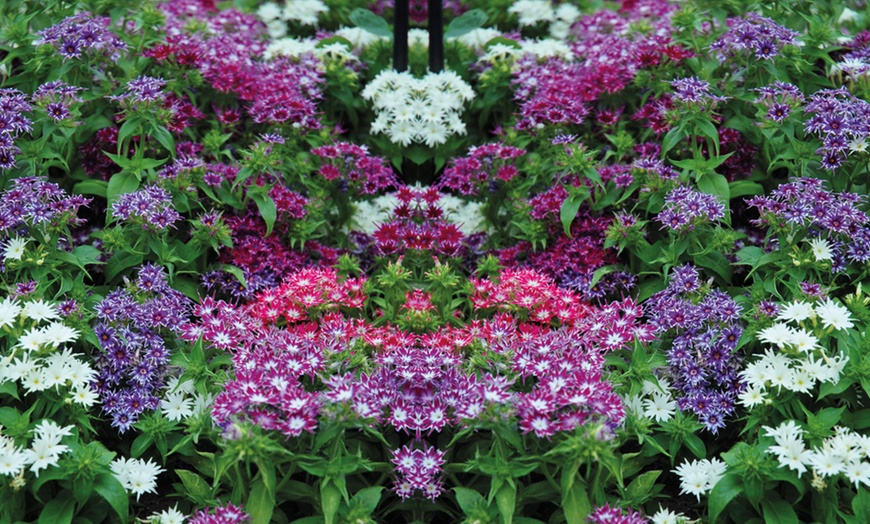 Image 3: Phlox Pop Stars Mixed Plants