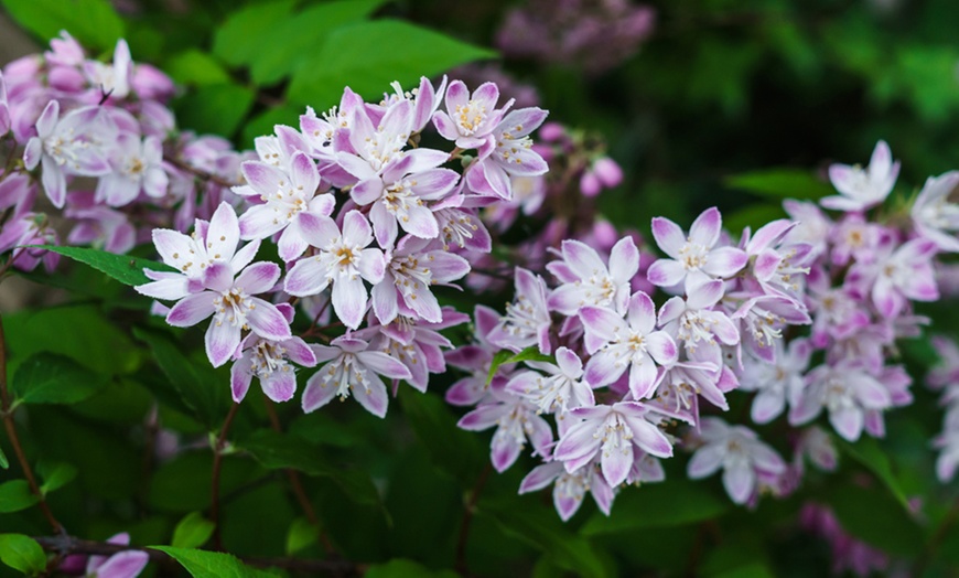 Image 2: Deutzia 'Raspberry Sundae' - One or Two Potted Plants  