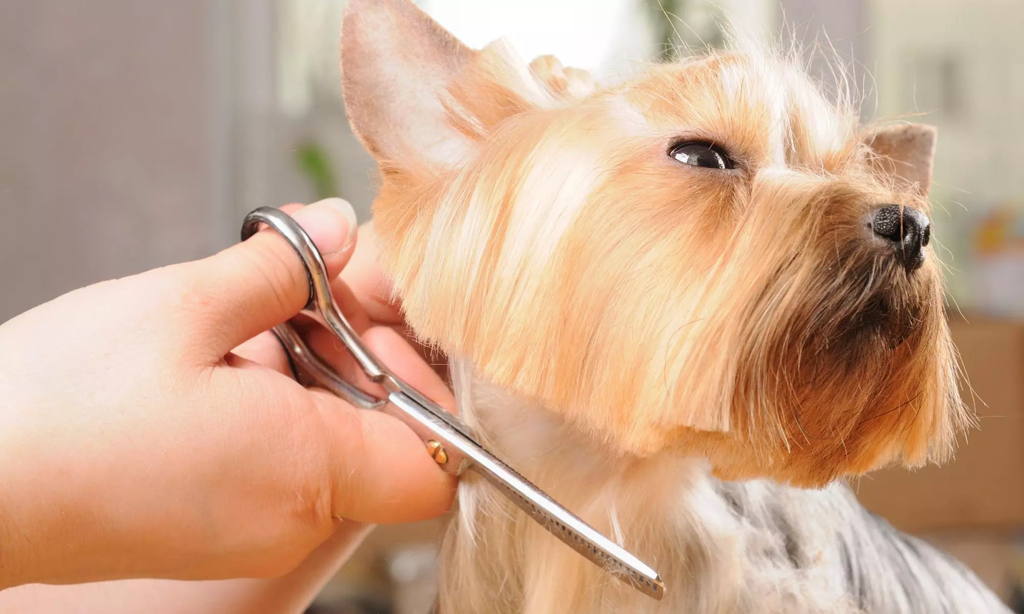 Grooming Services from Valerie's Mobile Dog Grooming (52% Off) - Primary Image